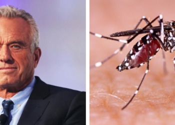 Robert F. Kennedy Jr. Aedes aegypti mosquito.
